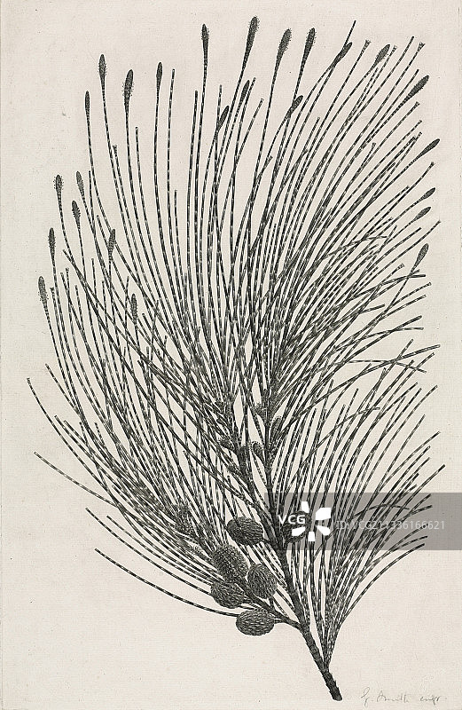 海滩木麻黄图片素材