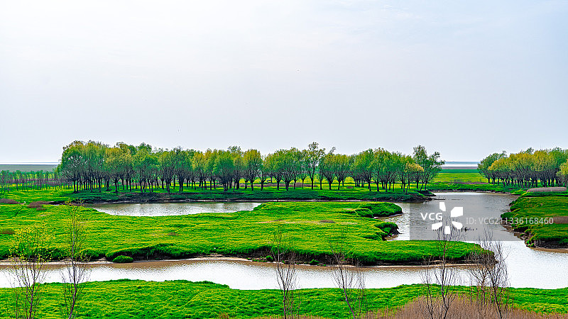 初夏的洞庭湖湿地图片素材