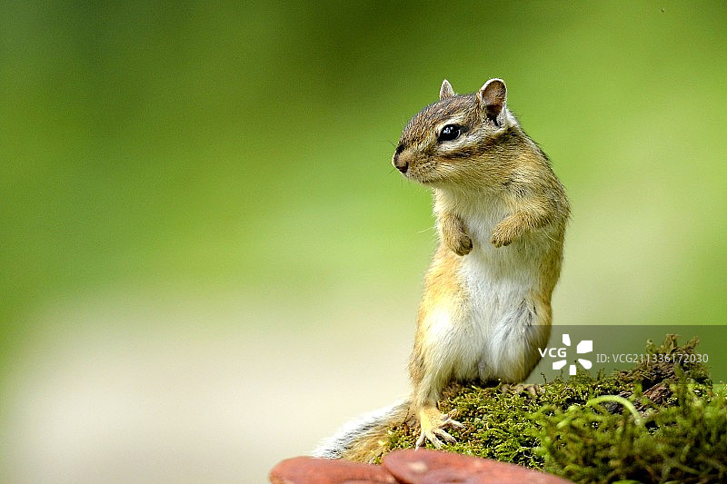 夏季里的花栗鼠，下山来觅食了！图片素材
