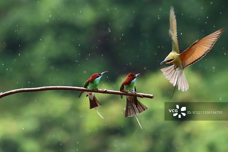 蓝喉蜂虎雨中争杆图片素材