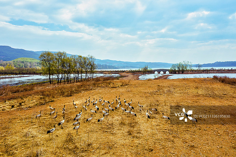 航拍野生动物黑颈鹤图片素材