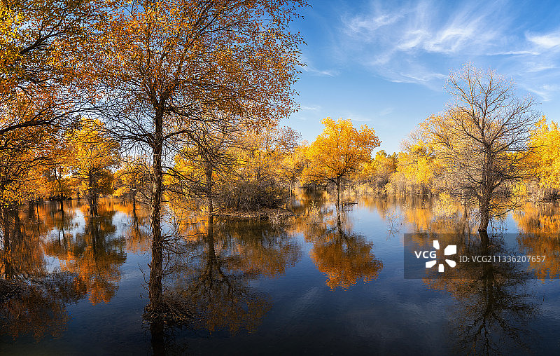 金塔胡杨林图片素材
