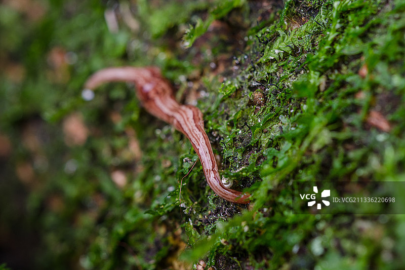 树干上生长的苔藓特写，达尼丁，新西兰图片素材