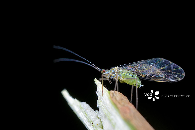 新西兰达尼丁黑色背景树叶上的昆虫特写图片素材