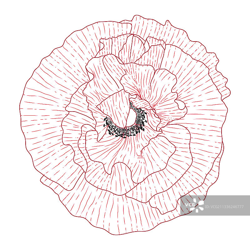 加州罂粟花手绘草图图片素材