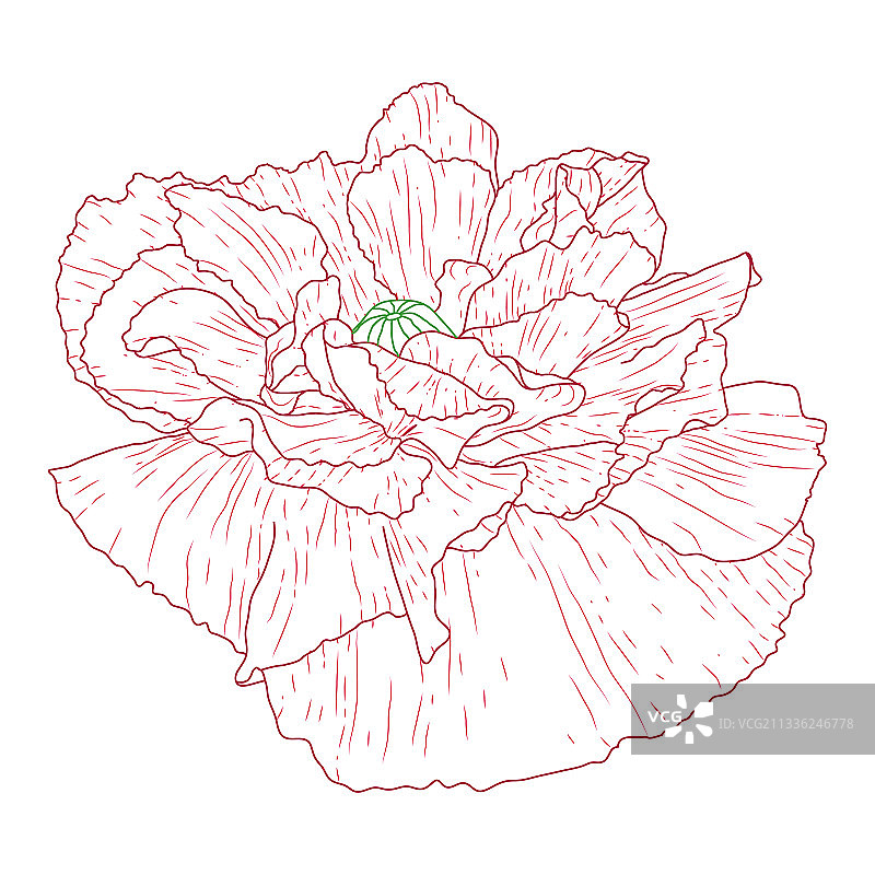 加州罂粟花手绘草图图片素材
