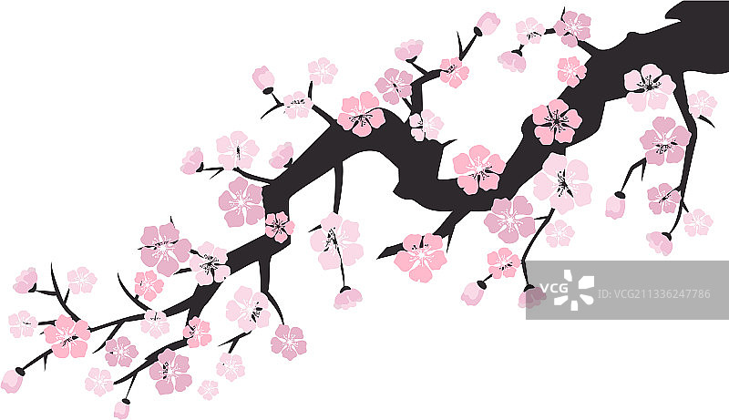 白色背景上的樱花图片素材