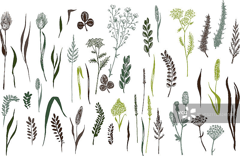 雕刻风格的野生草本花卉图片素材