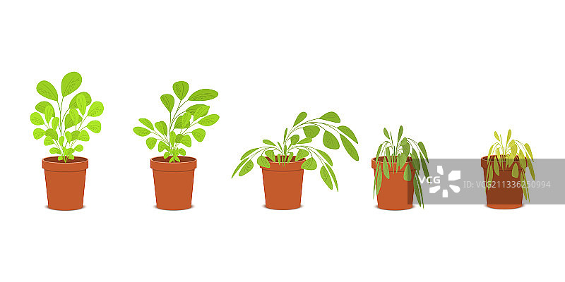 植物凋零和枯萎的阶段图片素材