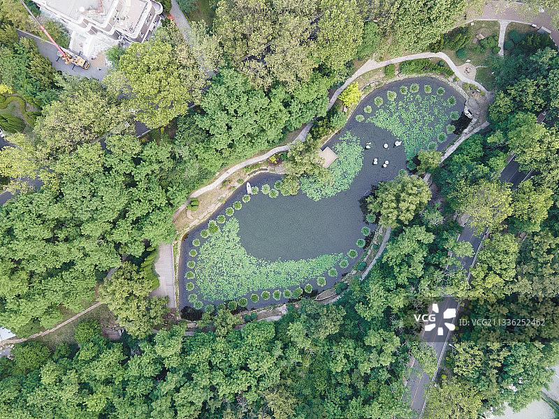 棒棰岛温泉 大连棒棰岛荷花池图片素材