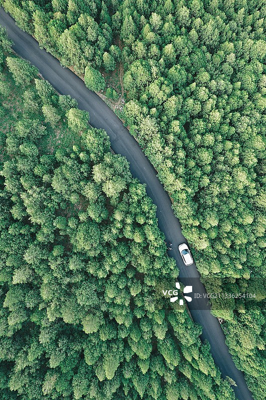 林荫路图片素材