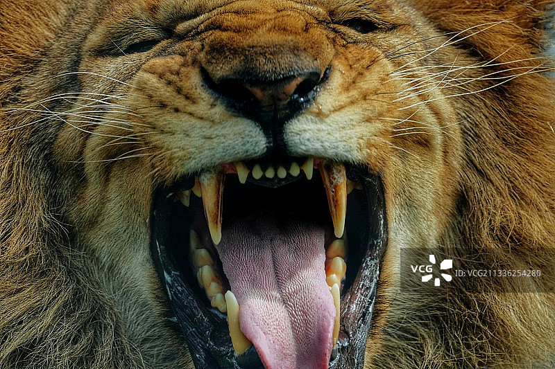 张开大嘴的雄狮图片素材