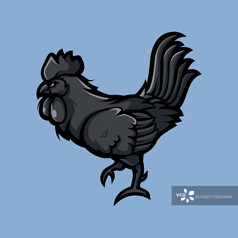 漆黑的公鸡图片素材