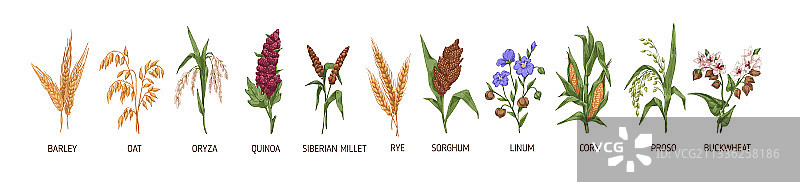 大麦、黑麦、玉米、荞麦等谷类植物图片素材