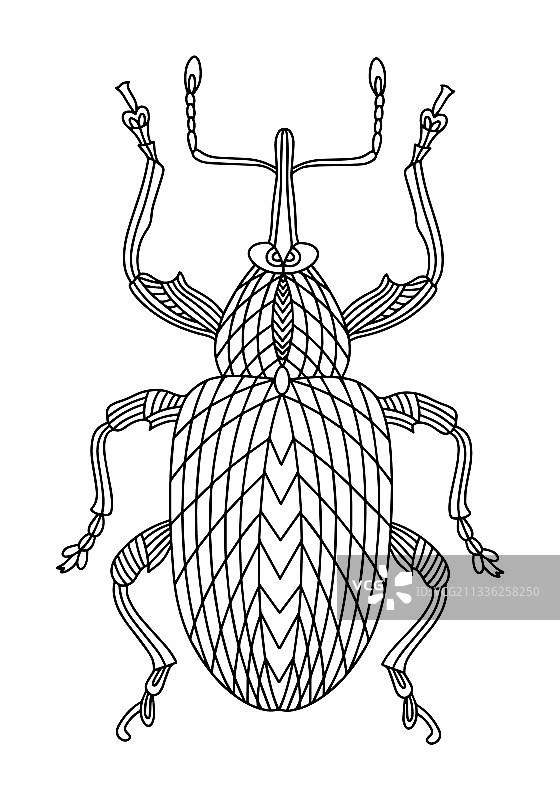 甲壳虫象鼻虫着色书核桃甲虫图片素材