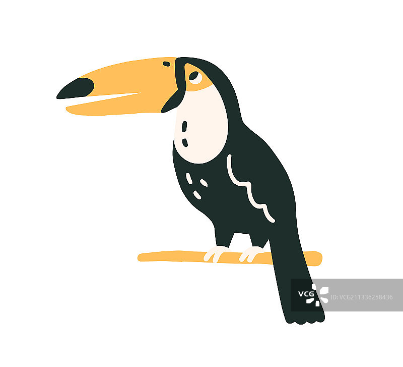 黑色羽毛巨嘴鸟，带黄色大喙图片素材