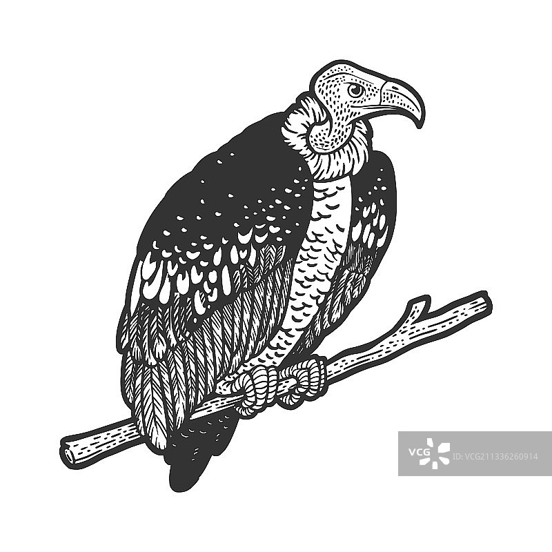 秃鹫鸟素描图片素材