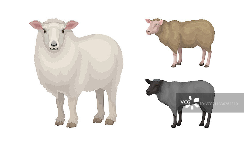 绵羊作为家畜图片素材