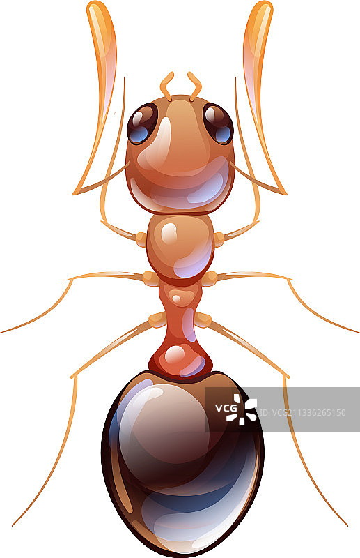 红林蚁微距昆虫害虫防治图片素材