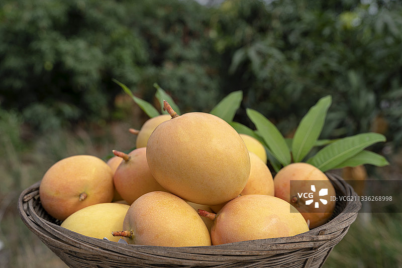 果园里的一篮芒果图片素材