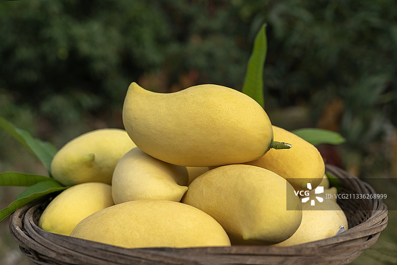 果园里的一篮芒果图片素材