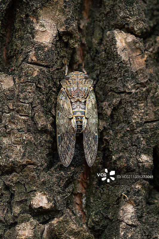 《蟪蛄》摄于北京奥林匹克公园。图片素材