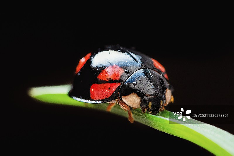 在初春来到了我的花盆图片素材
