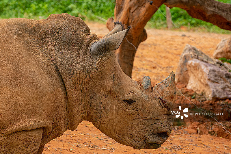 受伤的犀牛头部特写图片素材