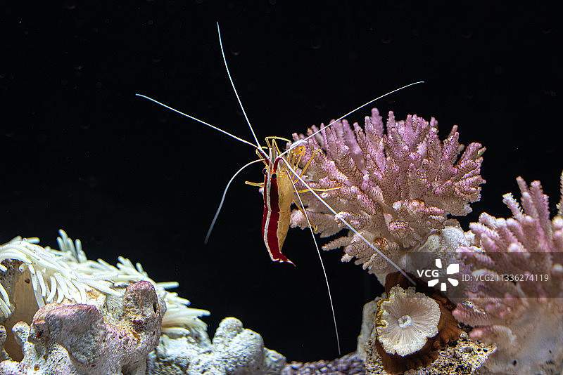 水族箱中的虾图片素材