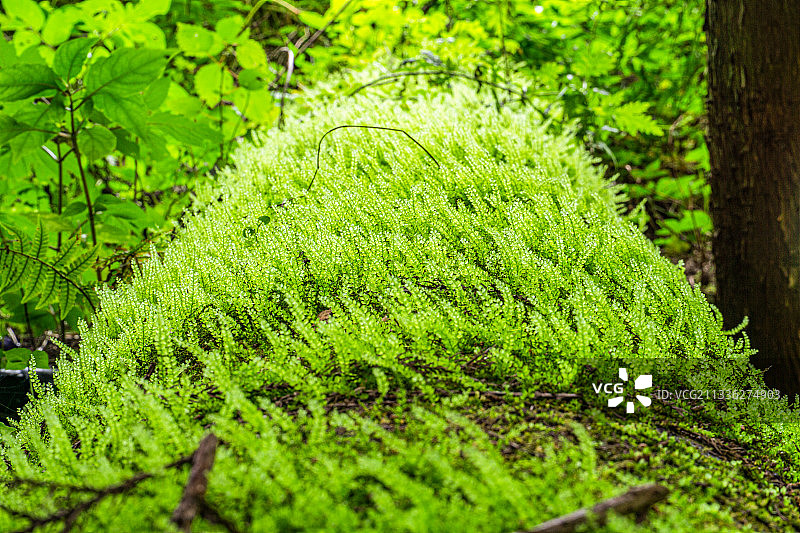 复照青苔上图片素材