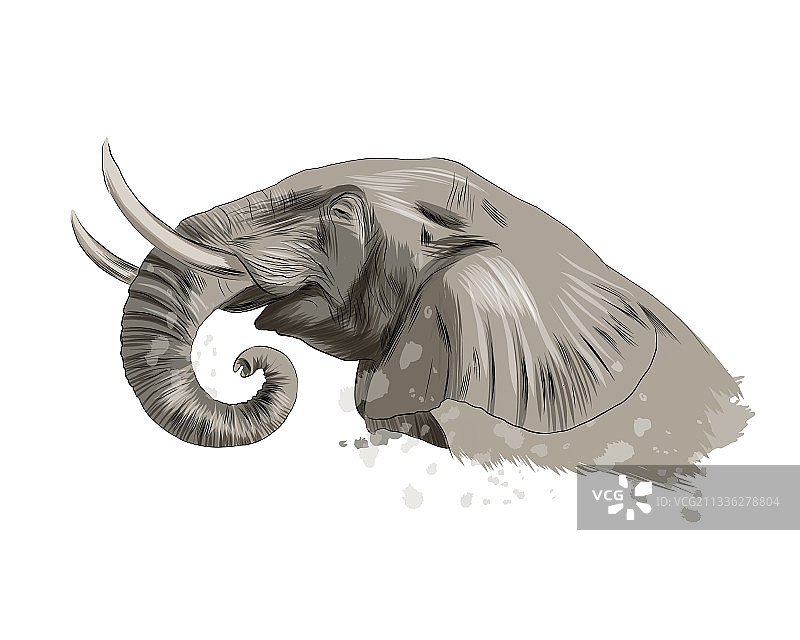 水彩风大象头像肖像图片素材