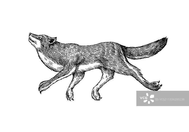 灰狼：一种野生掠食性动物图片素材