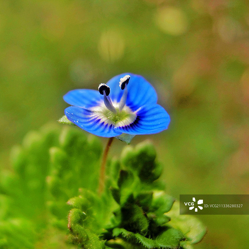 春来小花香图片素材