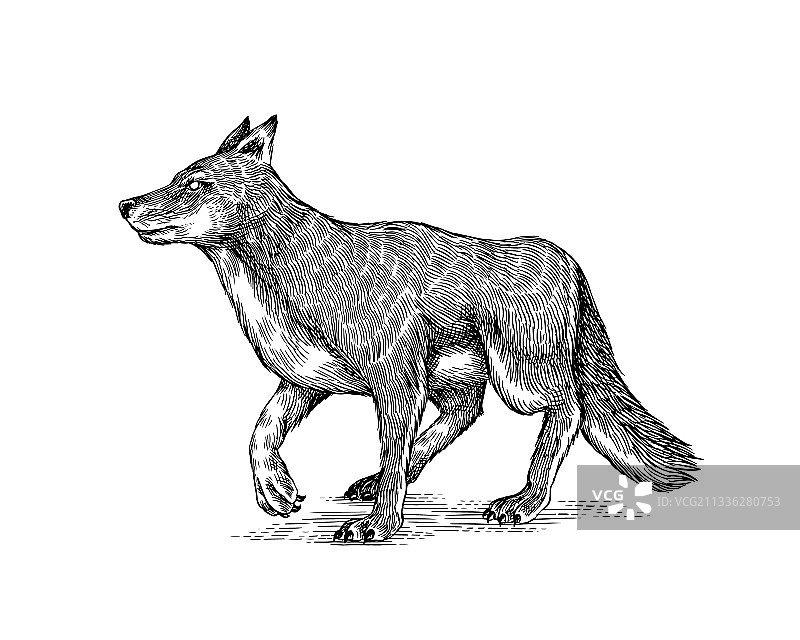 灰狼：一种野生掠食性动物图片素材
