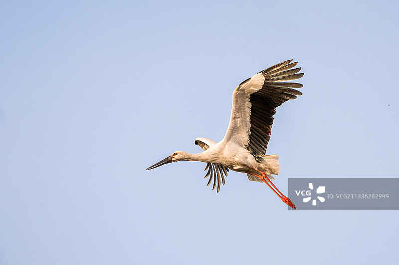 东方白鹳的空中芭蕾图片素材