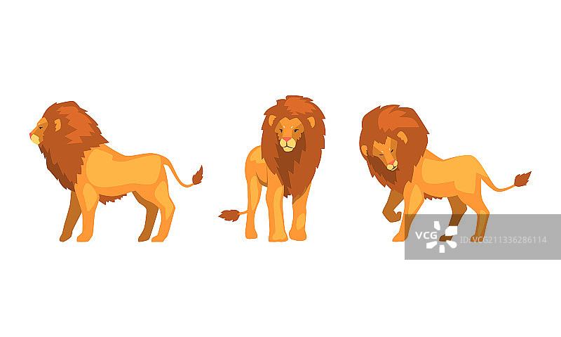 骄傲而强大的狮子角色，王者风范图片素材