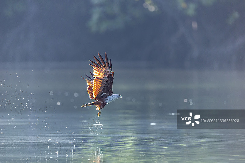 栖息于江河、湖泊或海岸边，善于空中翱翔及捕猎鱼获的栗鸢图片素材