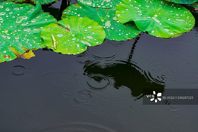 河南郑州紫荆山公园夏季荷叶户外风光高视角图片素材