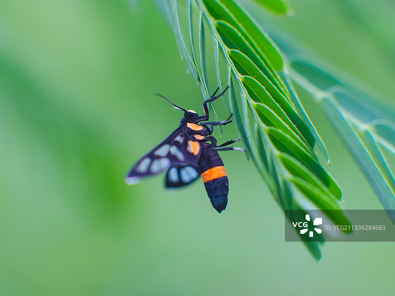 夏日飞虫图片素材