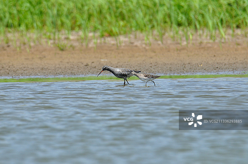 鹤鹬和林鹬图片素材