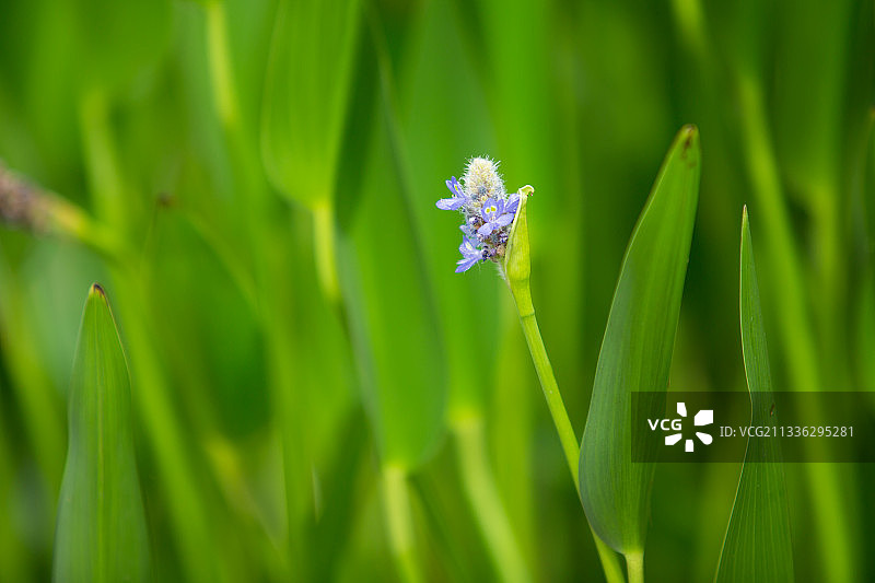 梭鱼草 花卉图片素材