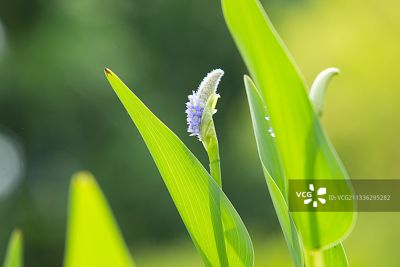 梭鱼草 花卉图片素材
