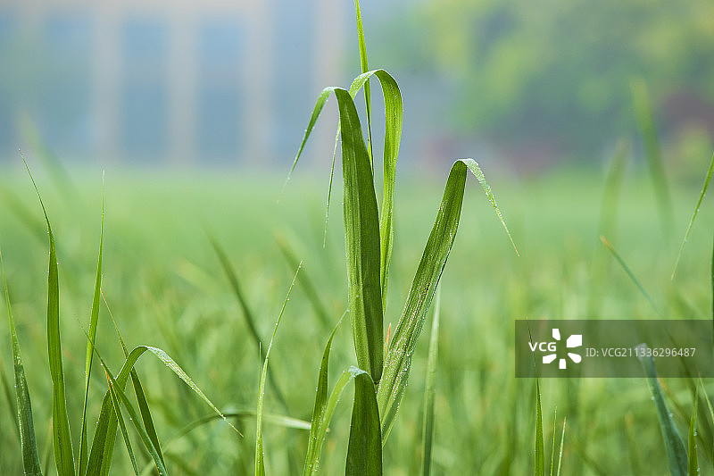 芦苇叶（粽子叶）图片素材