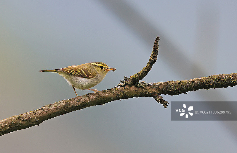 冠纹柳莺图片素材