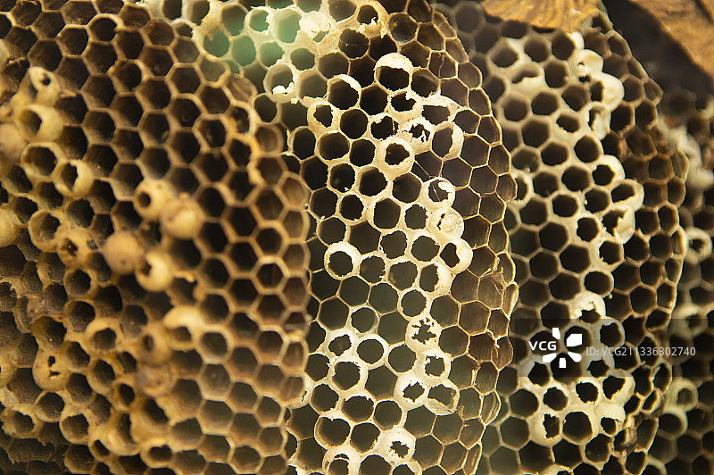 养生健康的蜂巢图片素材