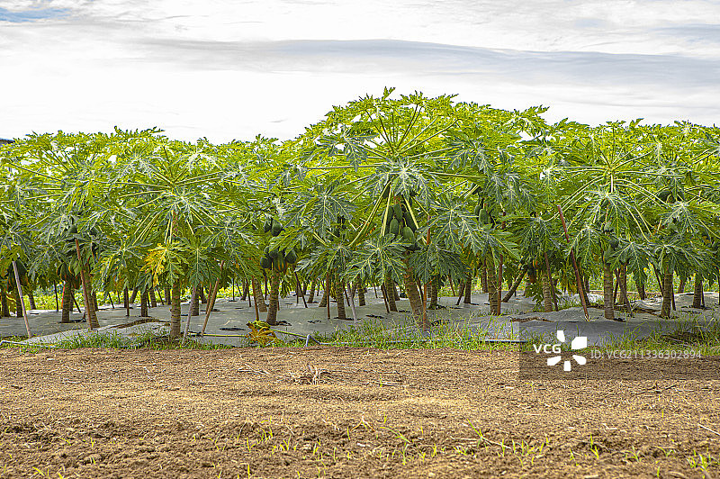 木瓜树上的木瓜结实累累图片素材