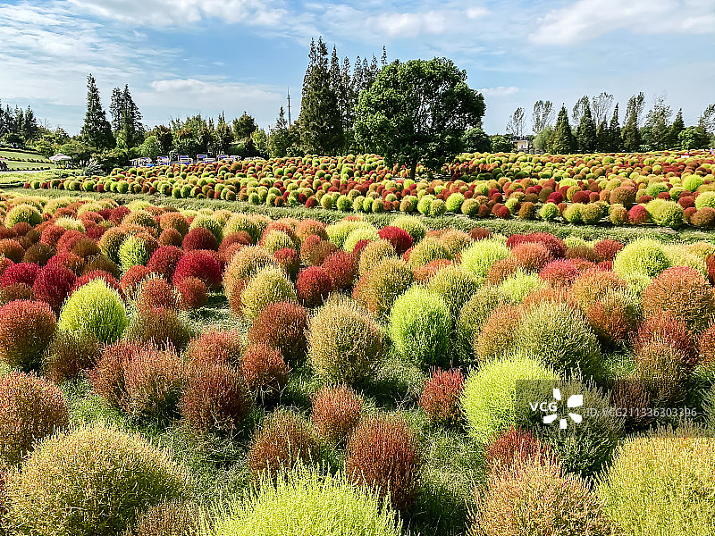 花开海上生态园图片素材