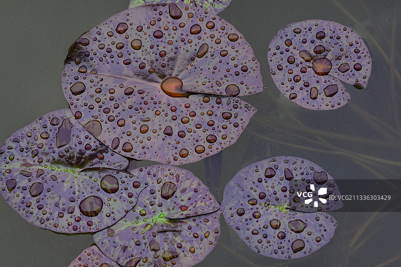 雨后的睡莲叶图片素材