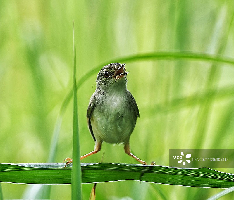黄腹莺图片素材