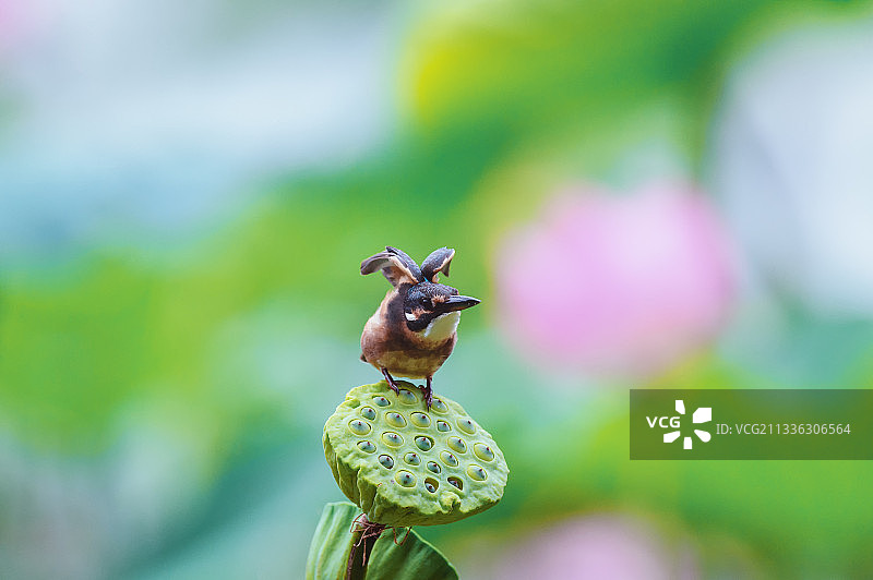 一只翠鸟在莲蓬上栖息图片素材